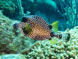 Smooth Trunkfish IMG 7142